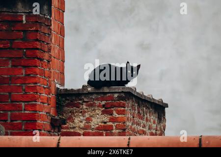 Schwarze Katze auf einem Dach im Zentrum von Antwerpen Stockfoto