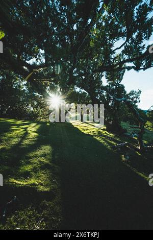 Die Sonne scheint durch die Äste eines großen Baumes auf eine grüne Wiese. Madeira, Portugal Stockfoto