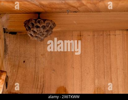 Wespennest, Nest in einem Holzschuppen, europäische Papierwespe (Polistes dominulus), auch Europäische Papierwespe (Polistes gallicus), Stuttgart Stockfoto