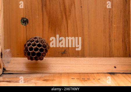 Wespennest, Nest in einem Holzschuppen, europäische Papierwespe (Polistes dominulus), auch Europäische Papierwespe (Polistes gallicus), Stuttgart Stockfoto