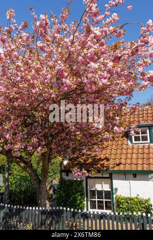 Ein blühender Baum vor einem kleinen Haus mit Gartenzaun und Fenster an einem sonnigen Frühlingstag, historische Häuser und eine Kirche mit kleinen Gassen und Stockfoto