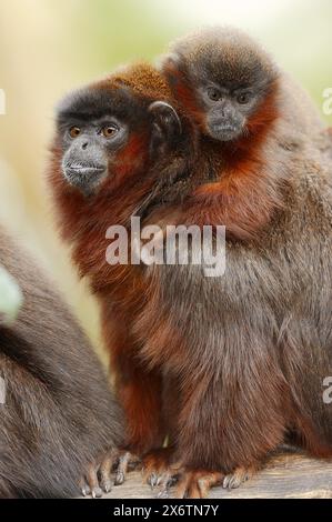 Kupfertiti oder roter Titi (Plecturocebus cupreus, Callicebus cupreus), weiblich mit jungen, in Gefangenschaft gehaltenen Tieren, vorkommend in Brasilien und Peru Stockfoto