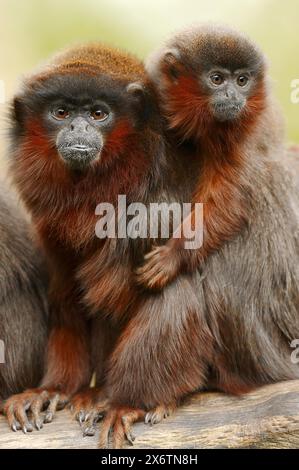 Kupfertiti oder roter Titi (Plecturocebus cupreus, Callicebus cupreus), weiblich mit jungen, in Gefangenschaft gehaltenen Tieren, vorkommend in Brasilien und Peru Stockfoto