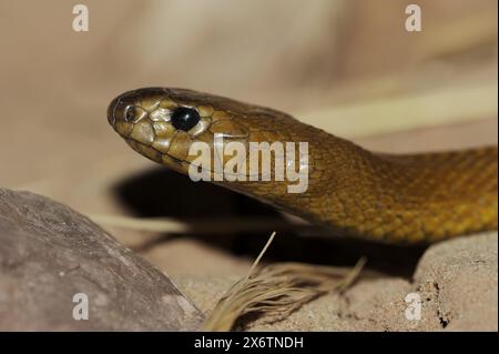 Binnentaipan oder westliches Taipan (Oxyuranus microlepidotus, Parademansia microlepidota), die giftigste Schlange der Welt, in Gefangenschaft, in Stockfoto