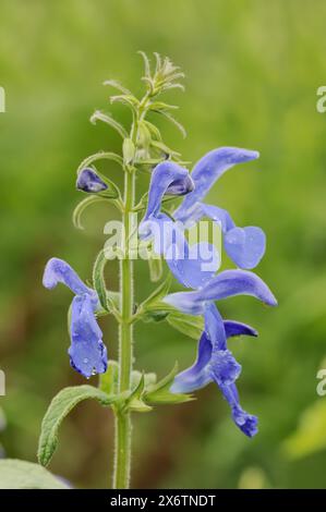 Enzian Salbei (Salvia patens), Blumen, heimisch in Mittelamerika Stockfoto