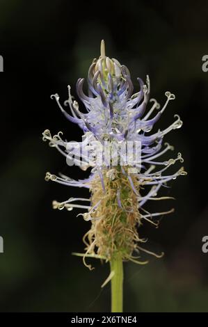 Himmelblaue Teufelskralle (Phyteuma spicatum ssp. occidentale), Nordrhein-Westfalen, Deutschland Stockfoto