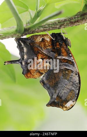 Schmetterling „Tiger Leafwing“ (Konsul fabius), in Gefangenschaft, in Mittel- und Südamerika vorkommt Stockfoto