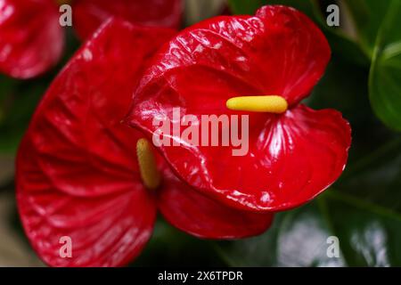 Eine detaillierte Ansicht der leuchtend roten Blüten Anthurium Minnesota, die in einem Topf blühen, mit ihren komplexen Blütenblättern und üppigen grünen Blättern in einer Nahaufnahme Stockfoto