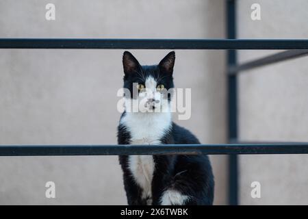 Schwarz-weiß-farbige Katze sitzt auf der Feuertreppe. Stockfoto