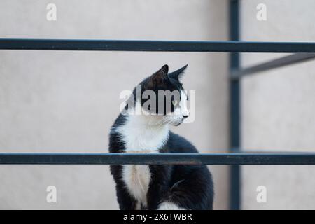 Schwarz-weiß-farbige Katze sitzt auf der Feuertreppe. Stockfoto