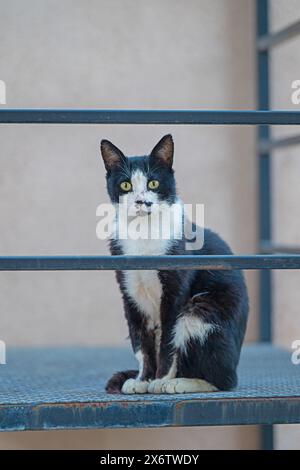 Schwarz-weiß-farbige Katze sitzt auf der Feuertreppe. Stockfoto
