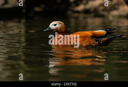 Nahaufnahme von Ruddy ShelEnte (Tadorna ferruginea), die im Teich schwimmt. Stockfoto