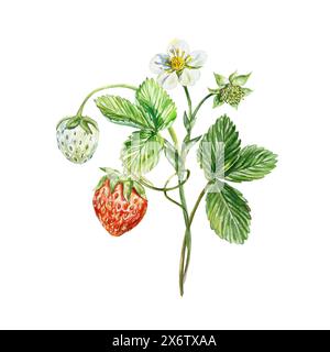 Erdbeerzweig Beeren, Blätter und Blumen. Aquarellabbildung isoliert auf weißem Hintergrund. Marmelade-Etiketten, Säfte, Verpackungen, Kosmetikprodukte. Stockfoto