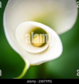 Calla palustris, monotypische Gattung der blühenden Pflanzen, Familie Araceae, Mallorca, Spanien. Stockfoto