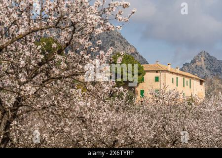 Blühende Mandelbäume, Biniazar, Bauernhof arabischer Herkunft, Bunyola, Mallorca, Balearen, Spanien. Stockfoto