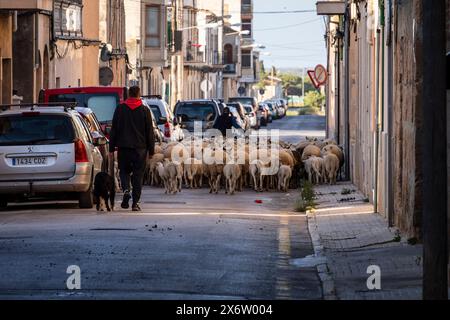 Schafherde, die die Stadt Llucmajor zwischen den Autos durchquert, Mallorca, Balearen, Spanien. Stockfoto