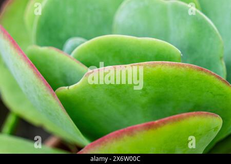 Flapjacks, Kalanchoe spp., Thyrsiflora , Mallorca, Spanien. Stockfoto