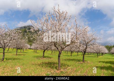 Blühende Mandelbäume, Biniazar, Bauernhof arabischer Herkunft, Bunyola, Mallorca, Balearen, Spanien. Stockfoto