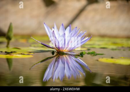 Wunderschöne violette Lotusblume (Lilienwasser) mit grünen Blättern im Teich Blaue Lotusblumen blühen in magischem Wasser, Reflexion der Blume im Wasser. Stockfoto
