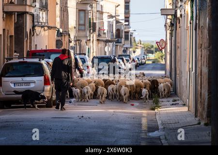 Schafherde, die die Stadt Llucmajor zwischen den Autos durchquert, Mallorca, Balearen, Spanien. Stockfoto