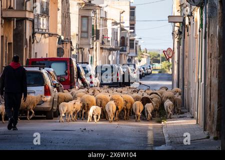 Schafherde, die die Stadt Llucmajor zwischen den Autos durchquert, Mallorca, Balearen, Spanien. Stockfoto