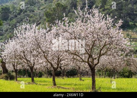 Blühende Mandelbäume, Biniazar, Bauernhof arabischer Herkunft, Bunyola, Mallorca, Balearen, Spanien. Stockfoto