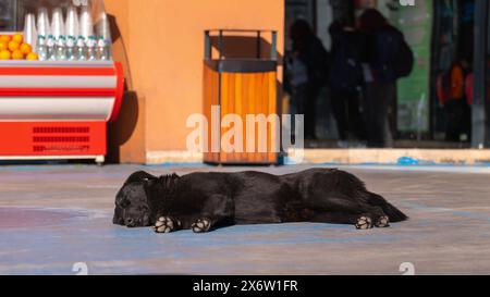 Nahaufnahme eines streunenden schwarzen Hundes mit einem Anhänger am Ohr, der an einem sonnigen Tag auf dem Asphalt vor einem Einkaufszentrum schläft. Stockfoto