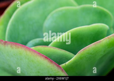 Flapjacks, Kalanchoe spp., Thyrsiflora , Mallorca, Spanien. Stockfoto