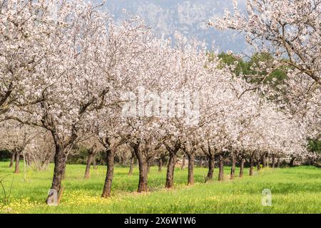 Blühende Mandelbäume, Biniazar, Bauernhof arabischer Herkunft, Bunyola, Mallorca, Balearen, Spanien. Stockfoto