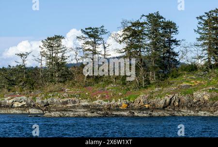 Auf einer kleinen Insel wachsen Bäume und Wildblumen entlang einer felsigen Küste mit Blick auf die Straße von Georgia in British Columbia, Kanada Stockfoto