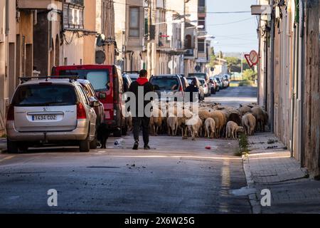 Schafherde, die die Stadt Llucmajor zwischen den Autos durchquert, Mallorca, Balearen, Spanien. Stockfoto