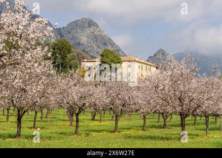 Blühende Mandelbäume, Biniazar, Bauernhof arabischer Herkunft, Bunyola, Mallorca, Balearen, Spanien. Stockfoto