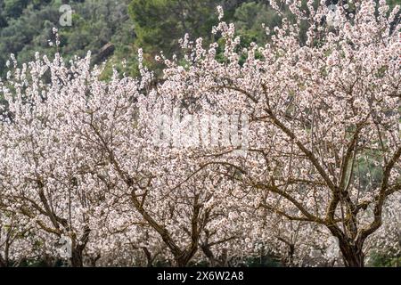 Blühende Mandelbäume, Biniazar, Bauernhof arabischer Herkunft, Bunyola, Mallorca, Balearen, Spanien. Stockfoto