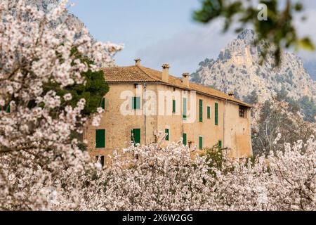 Blühende Mandelbäume, Biniazar, Bauernhof arabischer Herkunft, Bunyola, Mallorca, Balearen, Spanien. Stockfoto