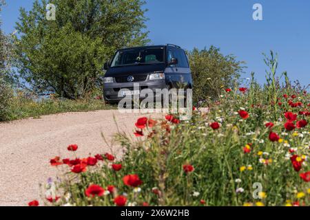 Mohnblumen im Olivenhain, Dorf Salobre, Sierra de Alcaraz, Provinz Albacete, Castilla-La Mancha, Spanien. Stockfoto