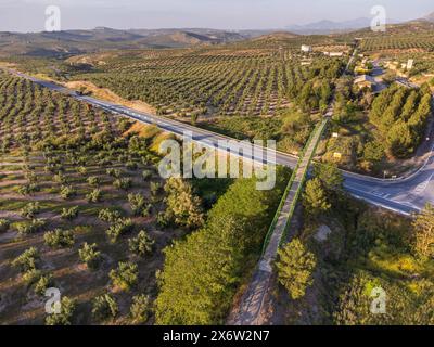 Metallbrücke über den Olivenhain, Greenway of Oil Natural Trail, Alcaudete, Provinz Jaén, Andalusien, Spanien. Stockfoto