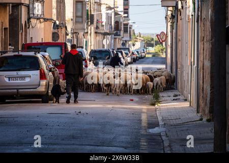 Schafherde, die die Stadt Llucmajor zwischen den Autos durchquert, Mallorca, Balearen, Spanien. Stockfoto