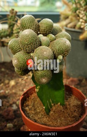 Ein exotischer Sukkulent, rebutia aylostera heliosa, Nahaufnahme Stockfoto