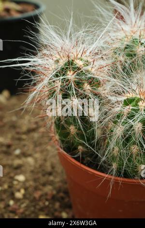 Ein exotischer Kaktus mit flauschigen weißen Stacheln, Nahaufnahme Stockfoto