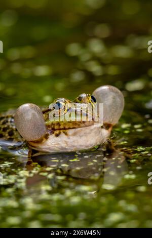 Frosch ruft Wasser. Ein brütender männlicher Schwimmfrosch weint mit Stimmsäcken auf beiden Seiten des Mundes in bewachsenen Gebieten. Pelophylax lessonae. Stockfoto