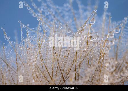 Tautropfen auf Dandelion Seeds vor blauem Hintergrund Stockfoto