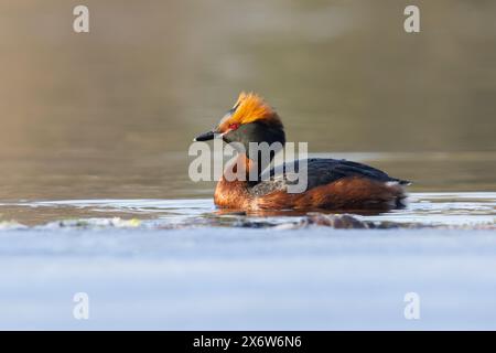 Ein gehörnter Grebe, auch bekannt als slawonischer Grebe in Finnland Stockfoto