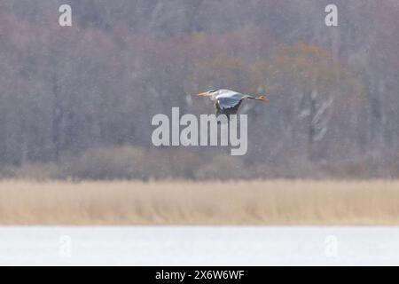 Ein grauer Reiher, der in Helsinki fliegt Stockfoto