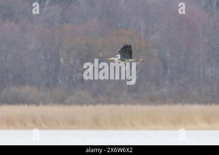 Ein grauer Reiher, der in Helsinki fliegt Stockfoto