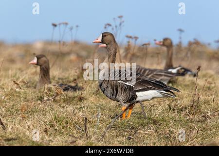 Großgänse in Estland Stockfoto