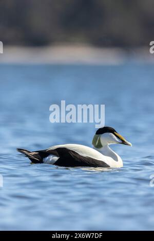 Ein männlicher Eider in Finlad Stockfoto