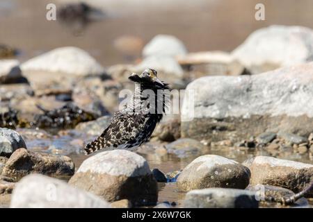 Ein männlicher Krach in Finlad Stockfoto