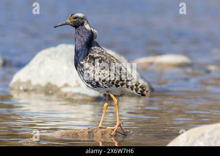Ein männlicher Krach in Finlad Stockfoto
