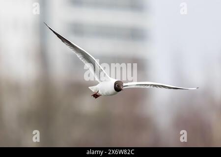 Eine schwarze Möwe fliegt Stockfoto