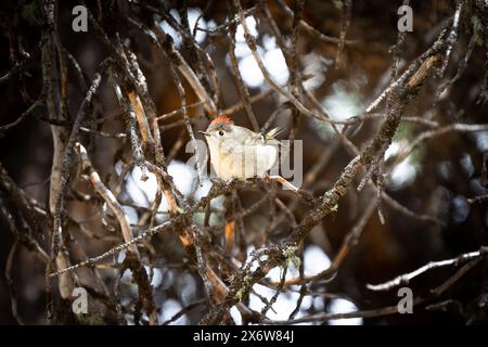 Ruby krönte Kinglet, der im Frühjahr in Banff Canada auf einem Ast thronte. Stockfoto